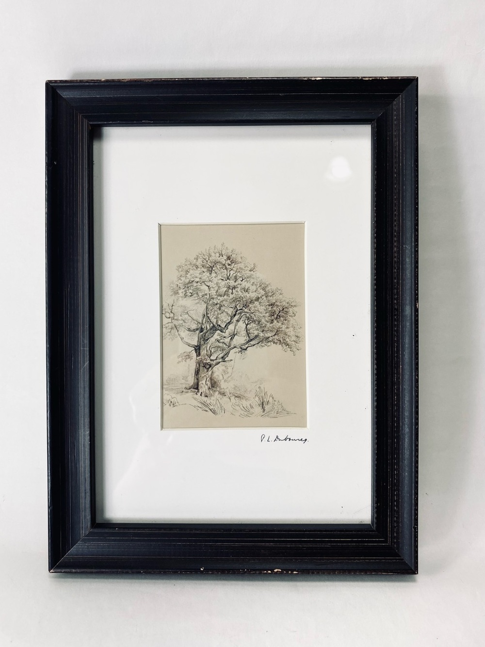 8" x 6" Small Vintage-style Tree Nature Botanical Sketch Print Matted Framed